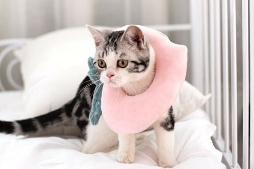 Adjustable Pet Neck Cone Recovery Pet Cat Recovery Collar Cat Soft Lemon Neck Cone Adjustable Pet E Collar After Surgery, Wound Healing For Kitten & Puppy